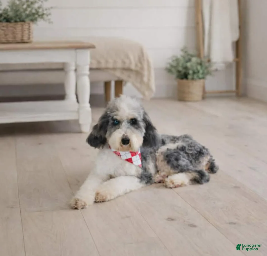 Miniature Poodle dogs for sale: Miniature Poodle 1 - Ad 2