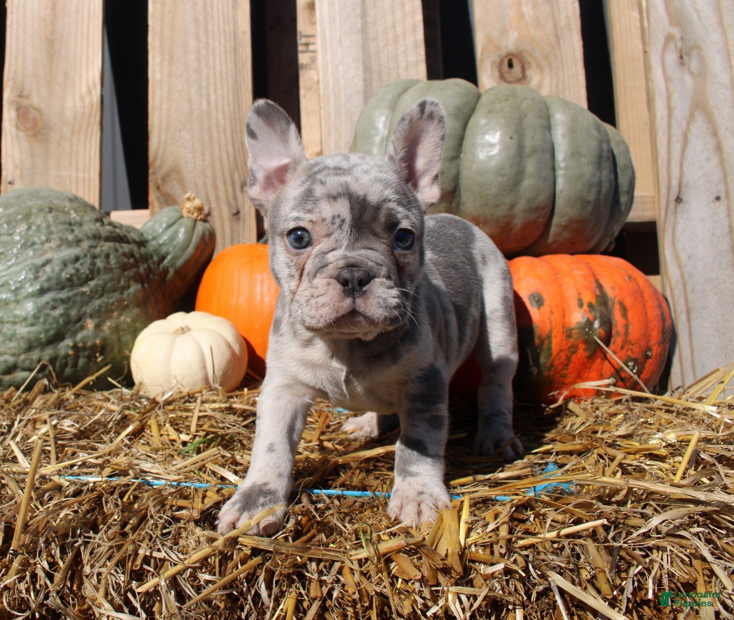 Mixed Breed dogs for sale: Cleo - Ad 2