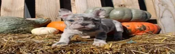 Mixed Breed dogs for sale: Cleo - Ad 1