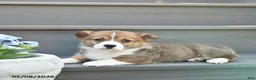 Welsh Corgi Pembroke dogs for sale: Lexi  - Ad 3