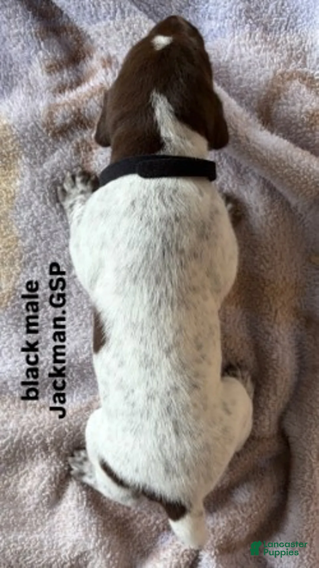 German Shorthaired Pointer dogs for sale: Black Male - Ad 2