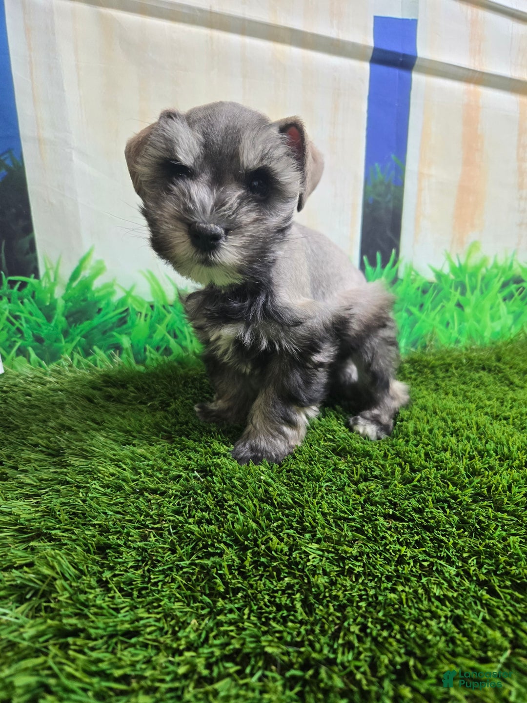 Miniature Schnauzer dogs for sale: Mary - Ad 10