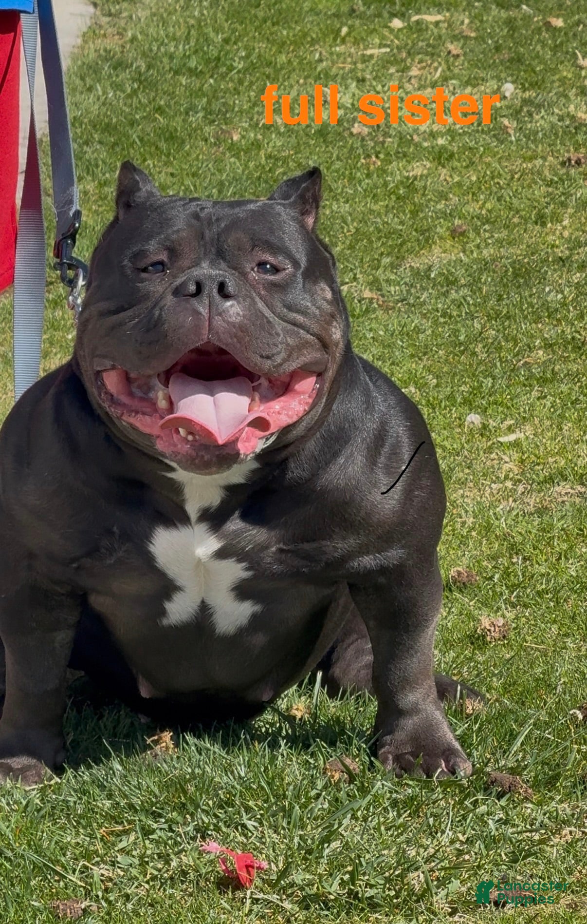 American Bully dogs Bella - Ad 2