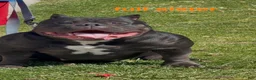 American Bully dogs for sale: Bella - Ad 2