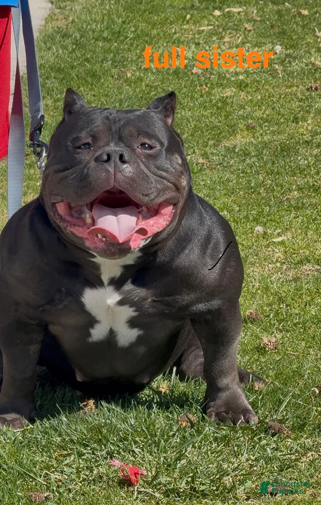 American Bully dogs for sale: Bella - Ad 2