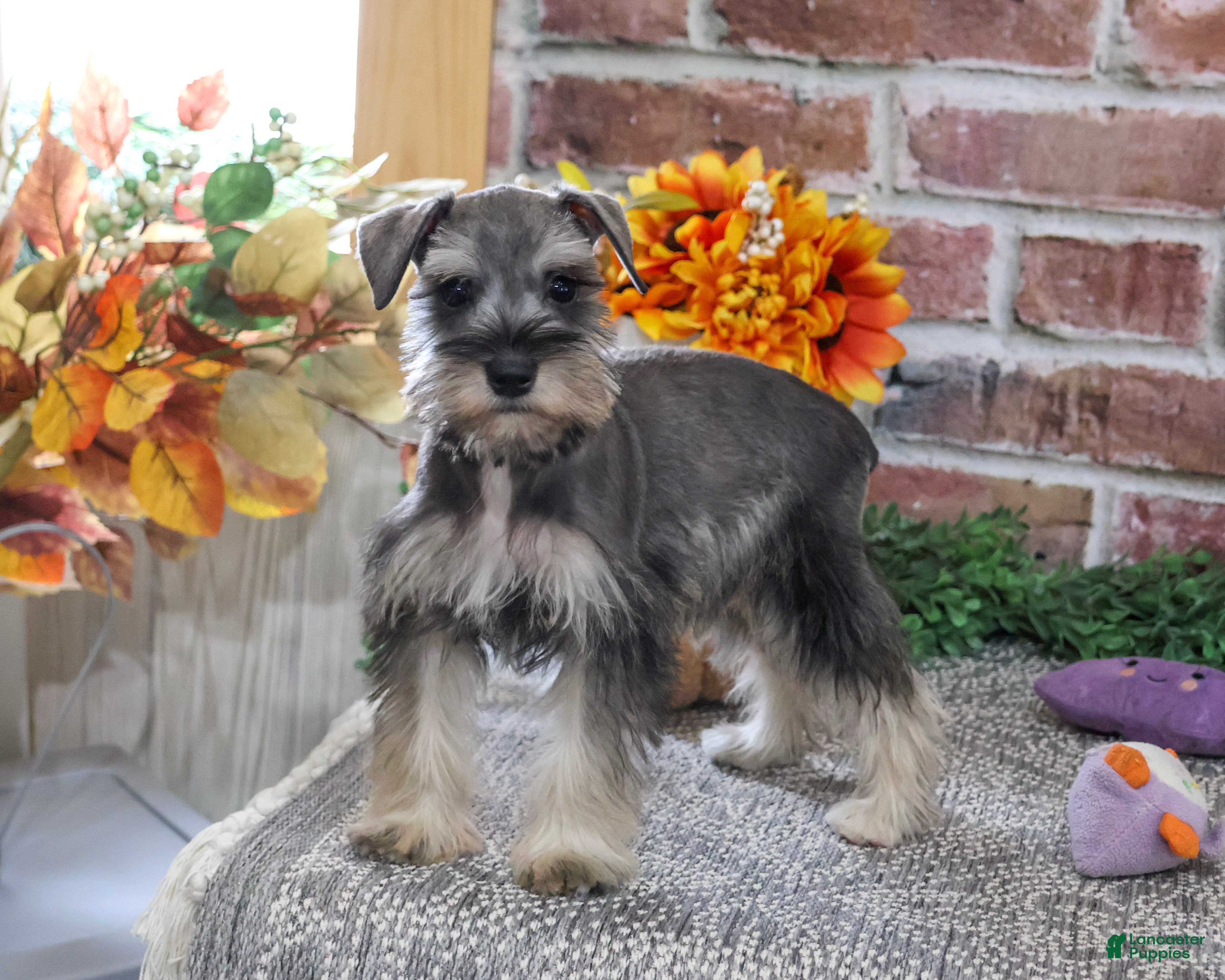 Miniature Schnauzer dogs for sale: Dior - Ad 2