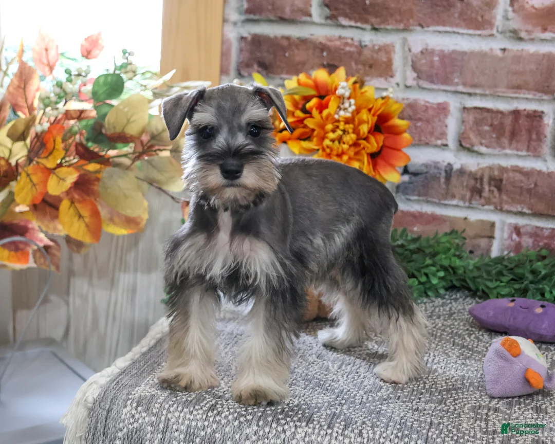 Miniature Schnauzer dogs for sale: Dior - Ad 2