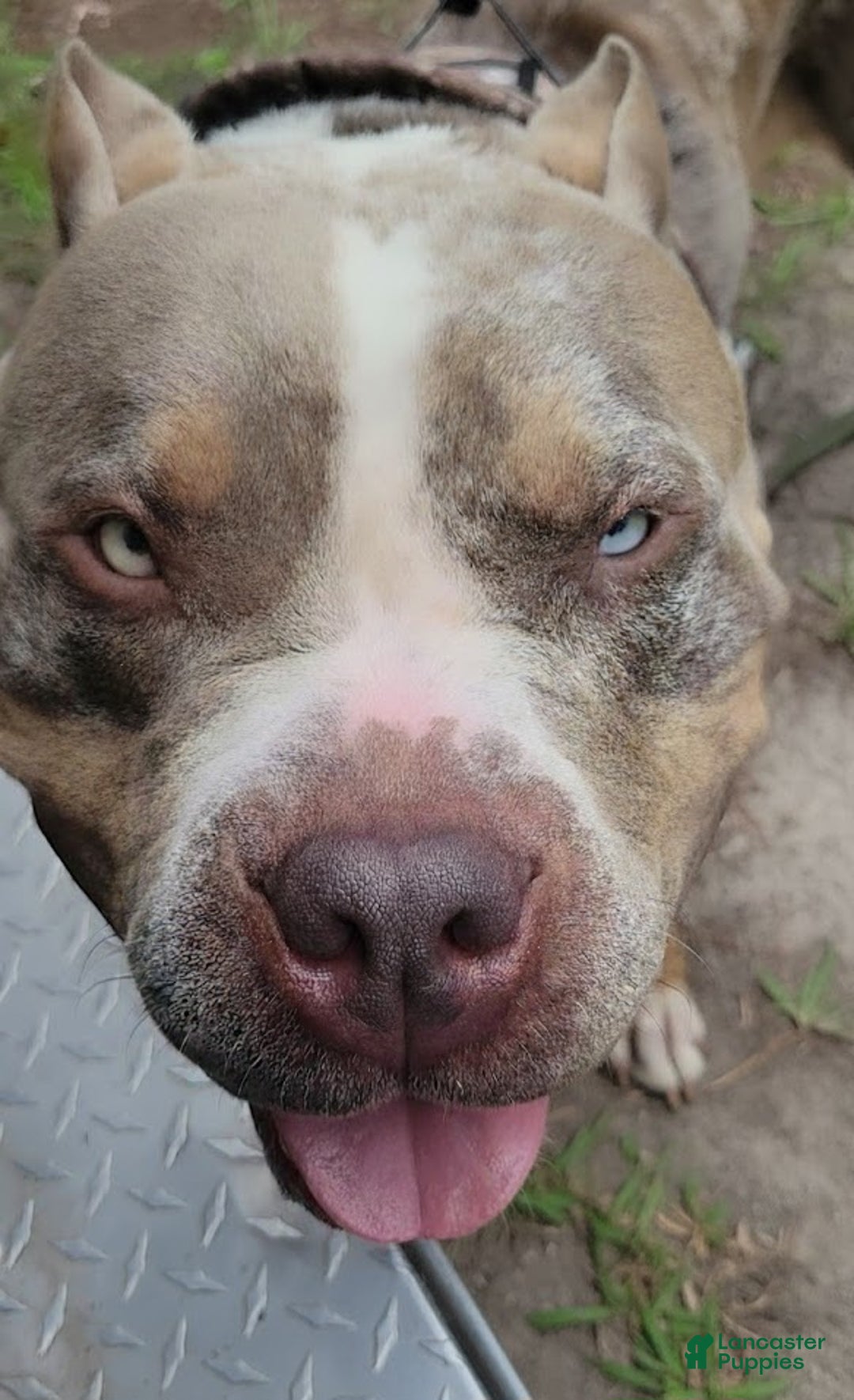 American Bully dogs for sale: GUY - Ad 6