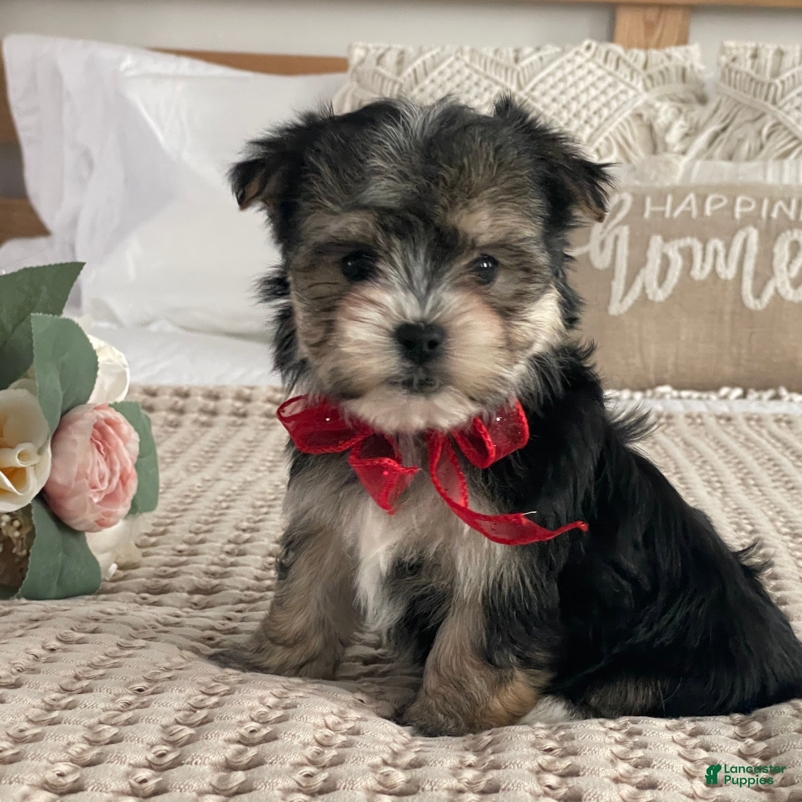 Morkie dogs Nola - Ad 6