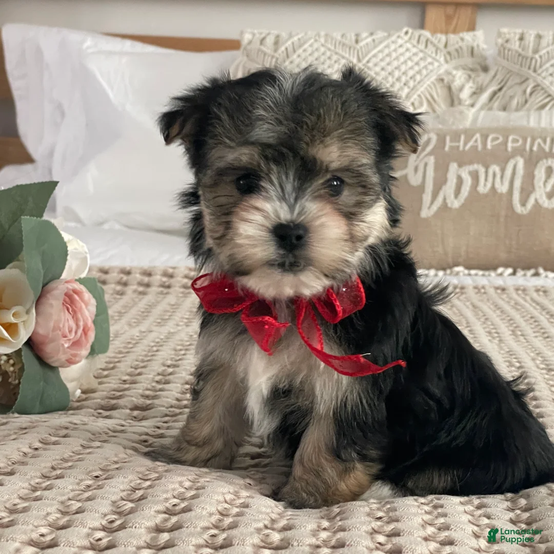 Morkie dogs for sale: Nola - Ad 1