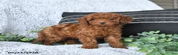Toy Poodle dogs for sale: Jordan - Ad 3