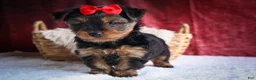 Yorkshire Terrier dogs for sale: DOC - Ad 17
