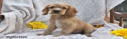 English Cocker Spaniel dogs for sale: Roger Lee - Ad 2