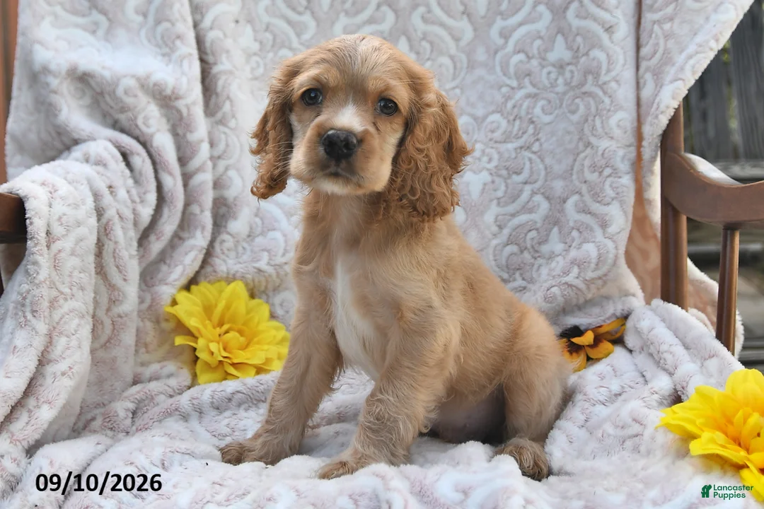 English Cocker Spaniel dogs for sale: Roger Lee - Ad 2