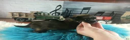 Chihuahua dogs for sale: Micro teacup long hair darker boy. Hand Delivery  - Ad 8