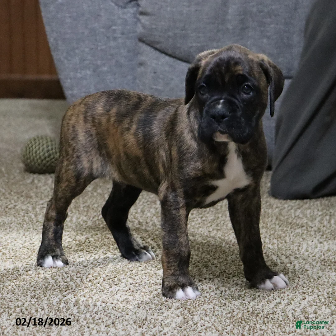 Boxer dogs for sale: Max - Ad 10