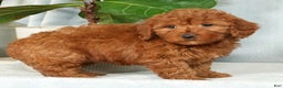 Mini Goldendoodle dogs for sale: Callie - Ad 5