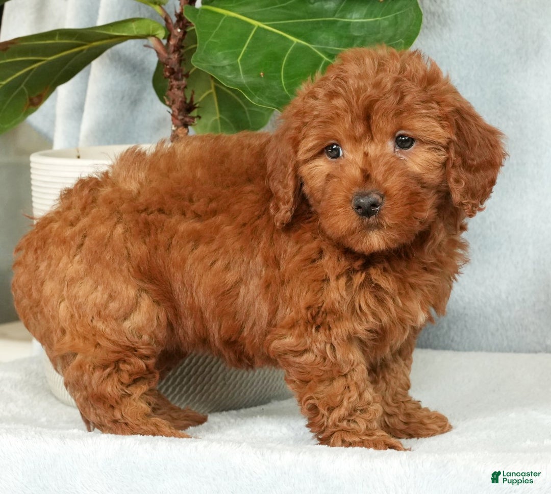 Mini Goldendoodle dogs for sale: Callie - Ad 5