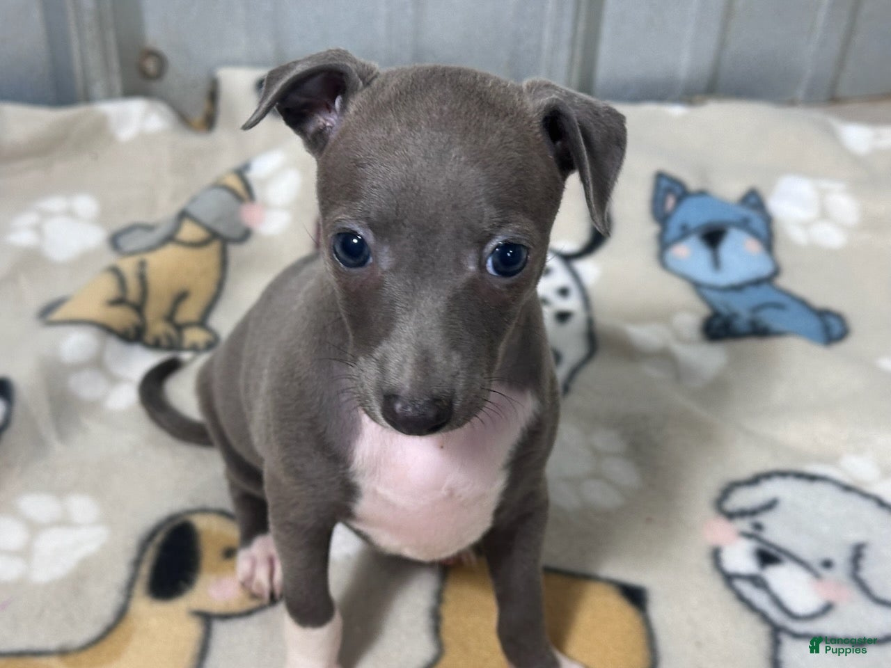 Italian Greyhound dogs Brandy - Ad 1
