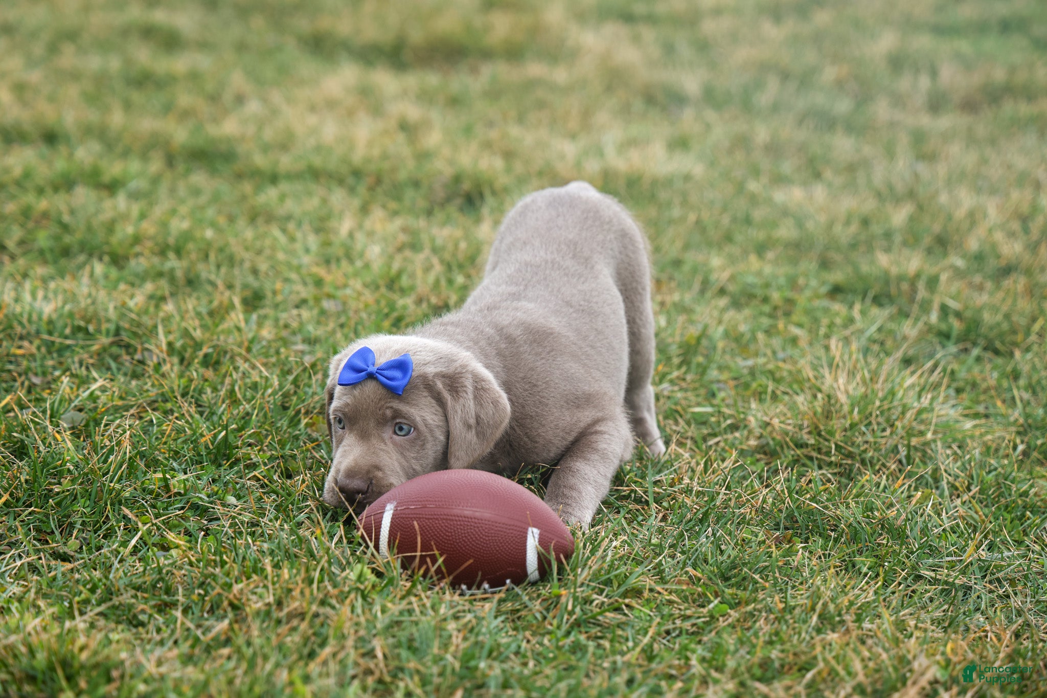 Labrador Retriever dogs KEVIN - Ad 1