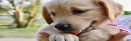Golden Retriever dogs for sale: Pink Girl 4 - Ad 45
