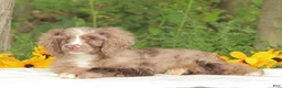 Cocker Spaniel dogs for sale: Cooper - Ad 3