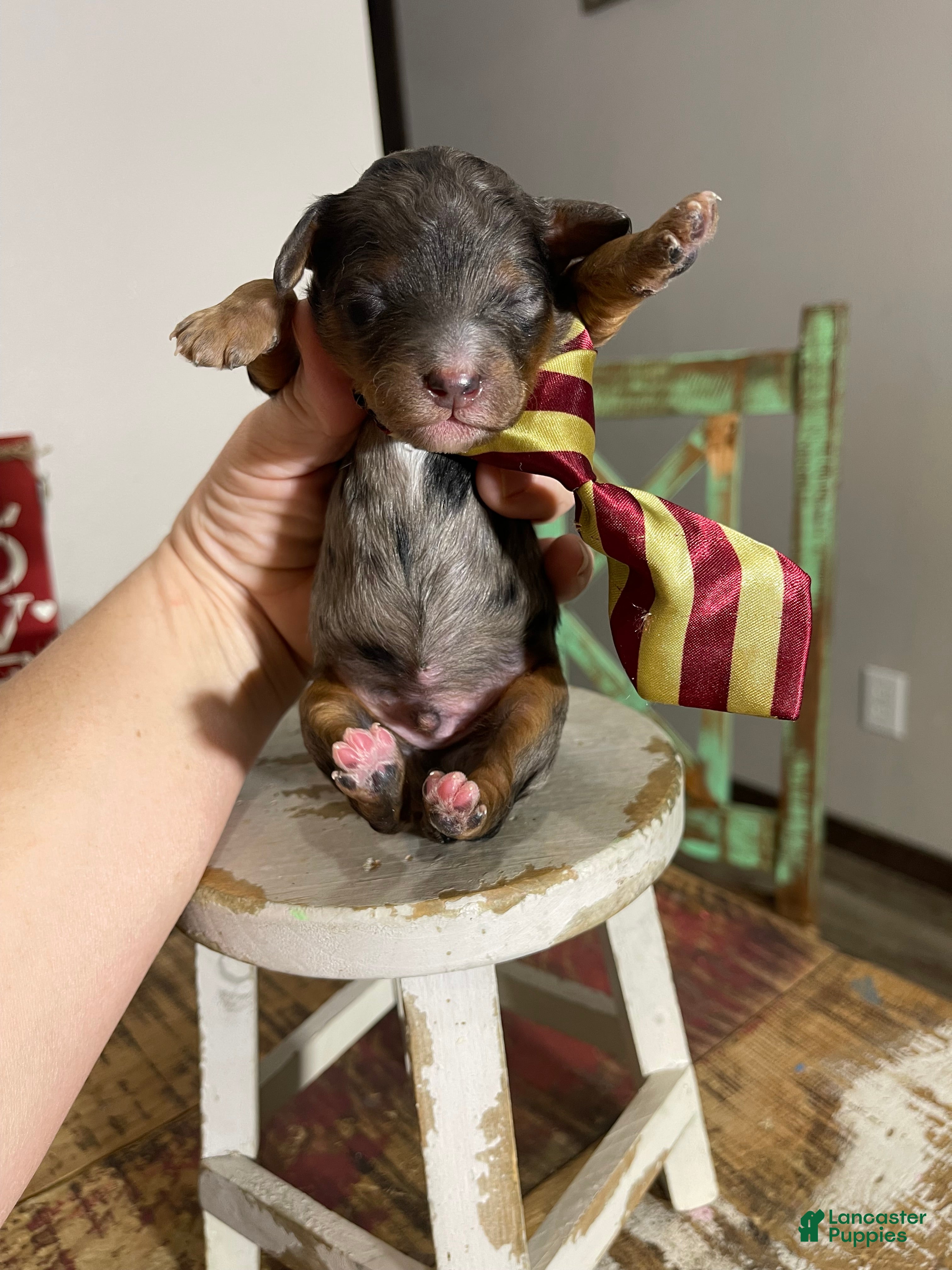 Miniature Poodle dogs Akc Blue Merle Phantom  - Ad 2