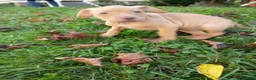 Mixed Breed dogs for sale: Rednose Female - Ad 6