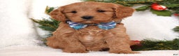 Cavapoo dogs for sale: Canyon - Ad 7