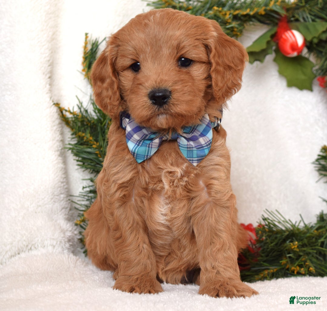 Cavapoo dogs for sale: Canyon - Ad 7