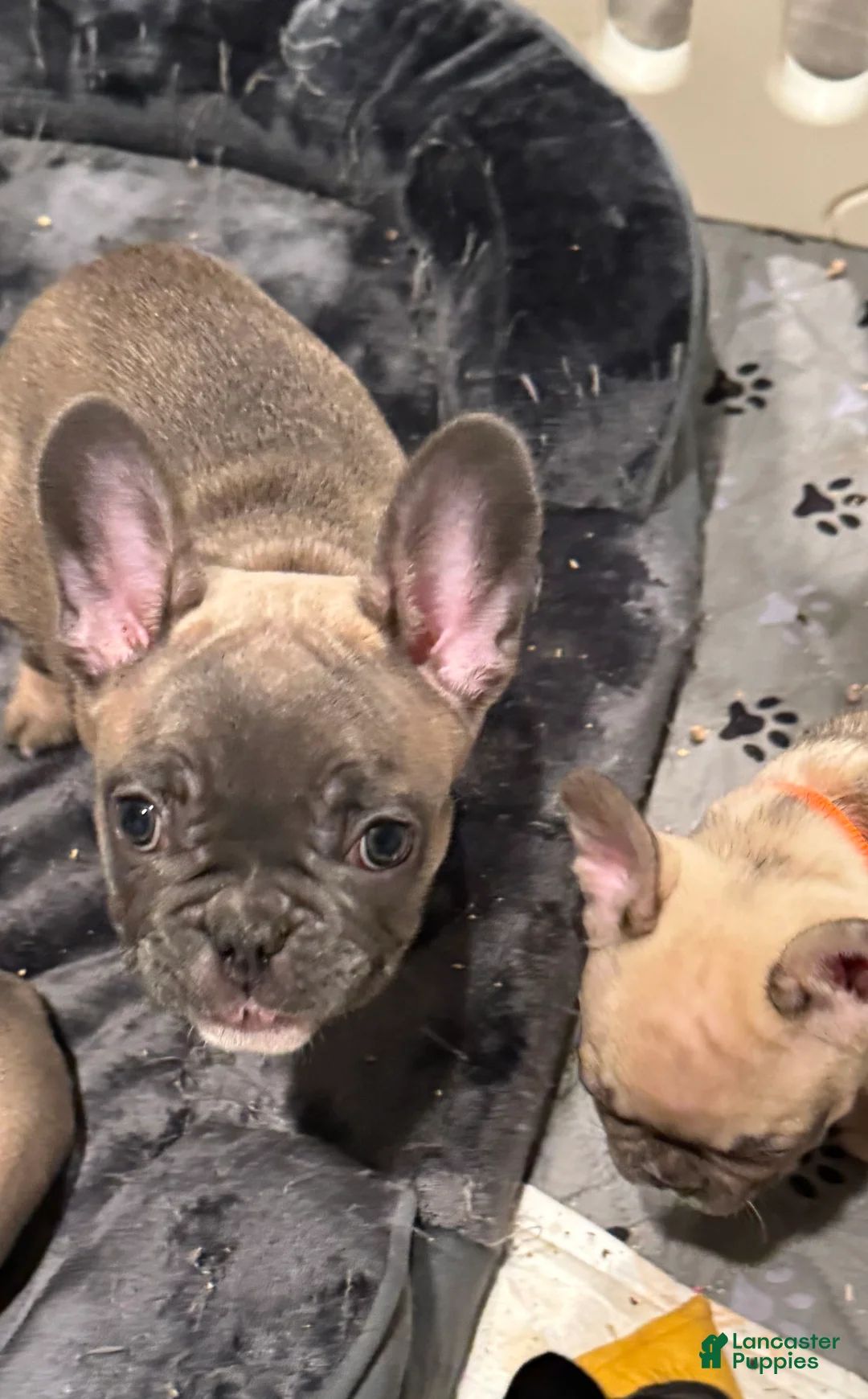 French Bulldog dogs for sale: Zeus - Ad 9