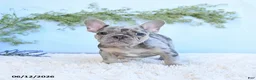 French Bulldog dogs for sale: Georige - Ad 2