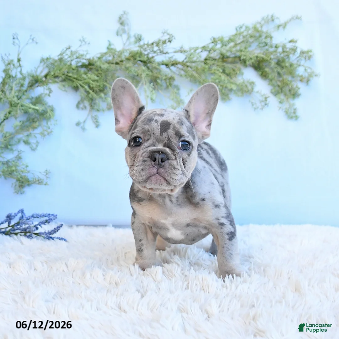 French Bulldog dogs for sale: Georige - Ad 2
