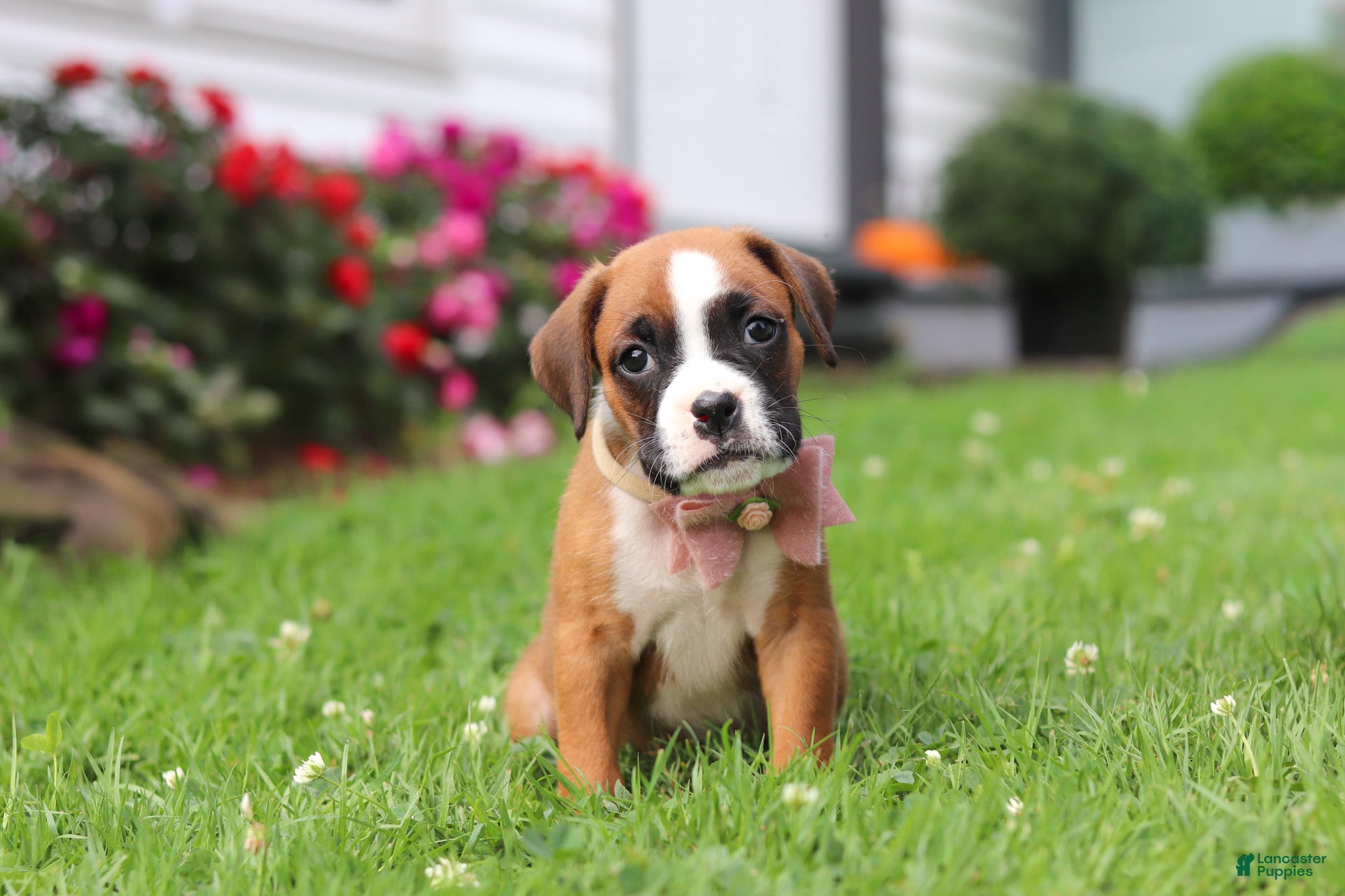Boxer dogs Betty - Ad 2