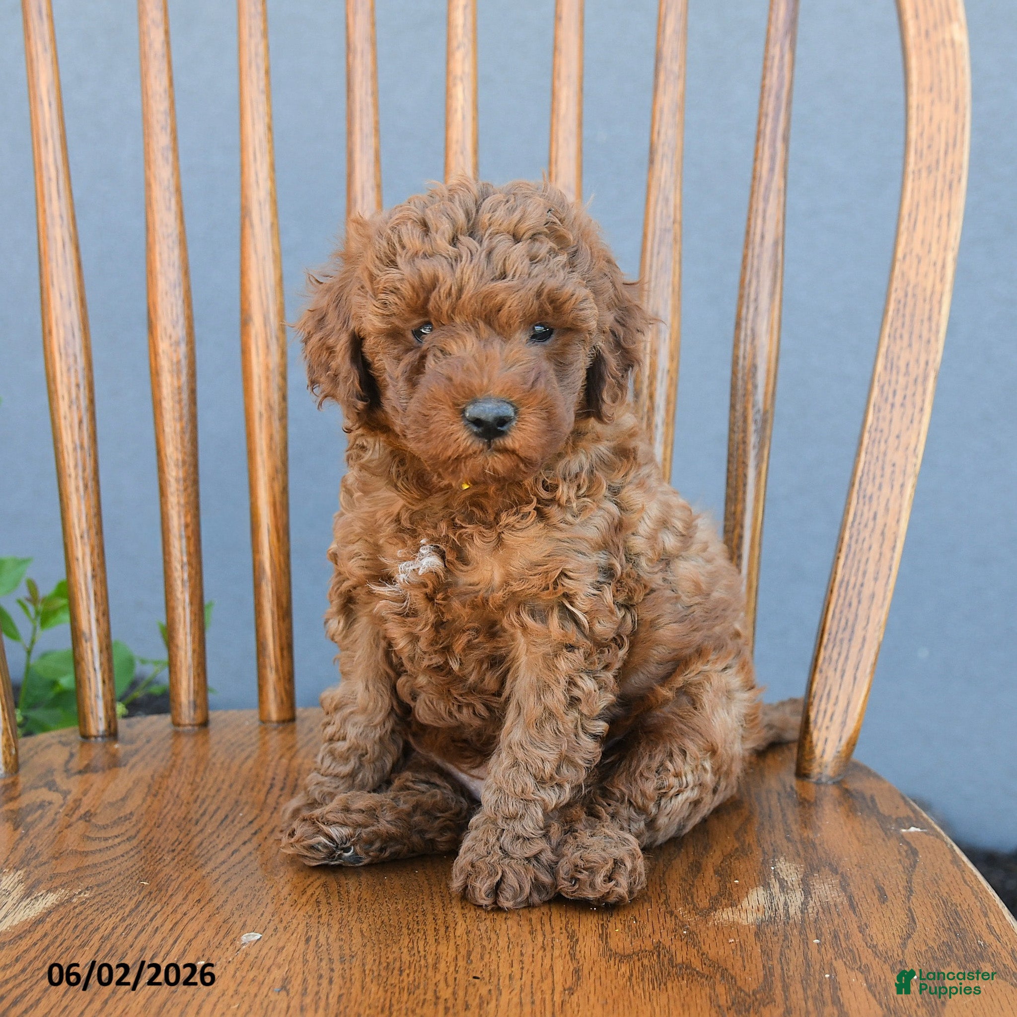 Miniature Poodle dogs for sale: Theodora - Ad 5