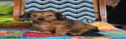 Miniature Dachshund dogs for sale: Pandora - Ad 3