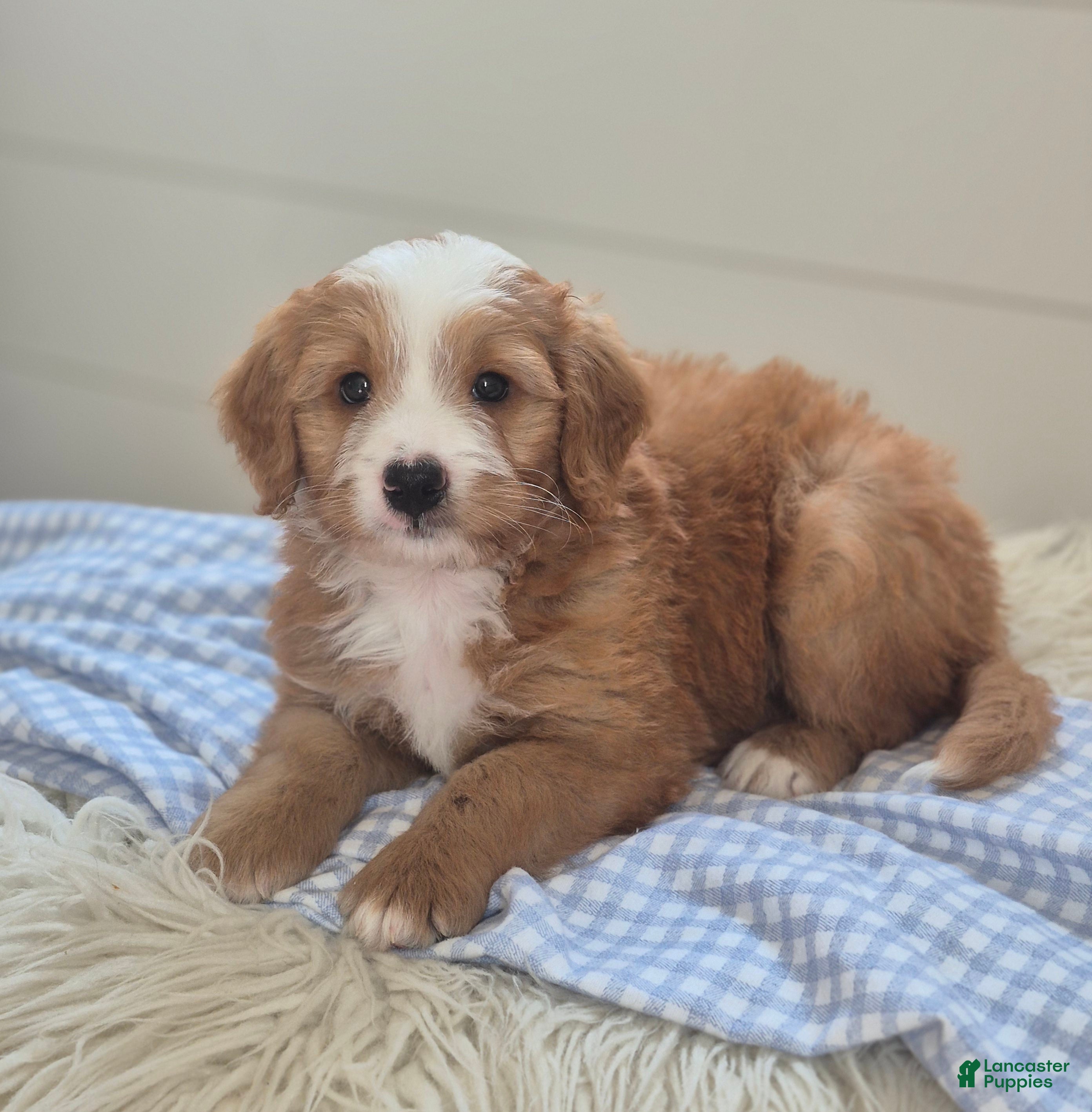 Mini Bernedoodle dogs Oliver - Ad 1