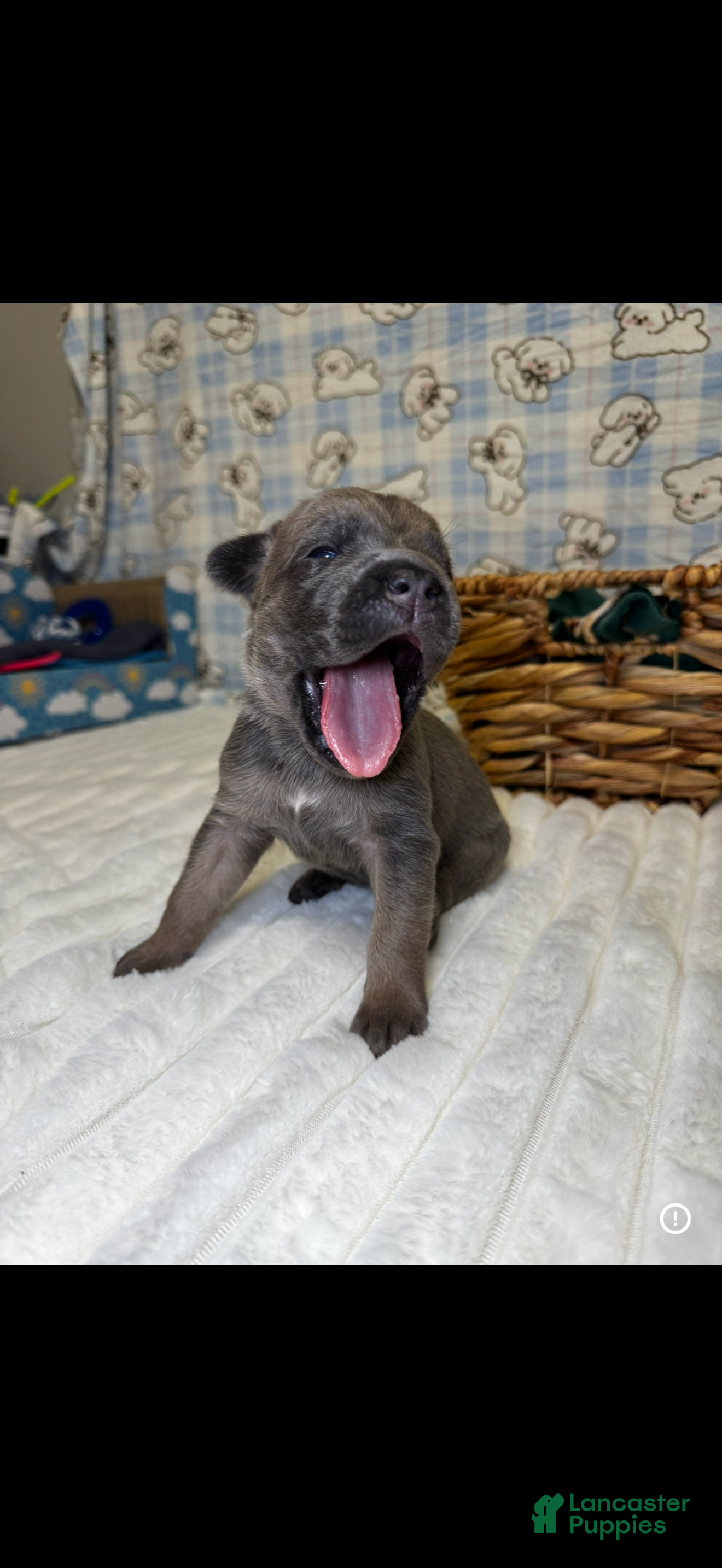 Cane Corso dogs Queen- dark green collar  - Ad 39
