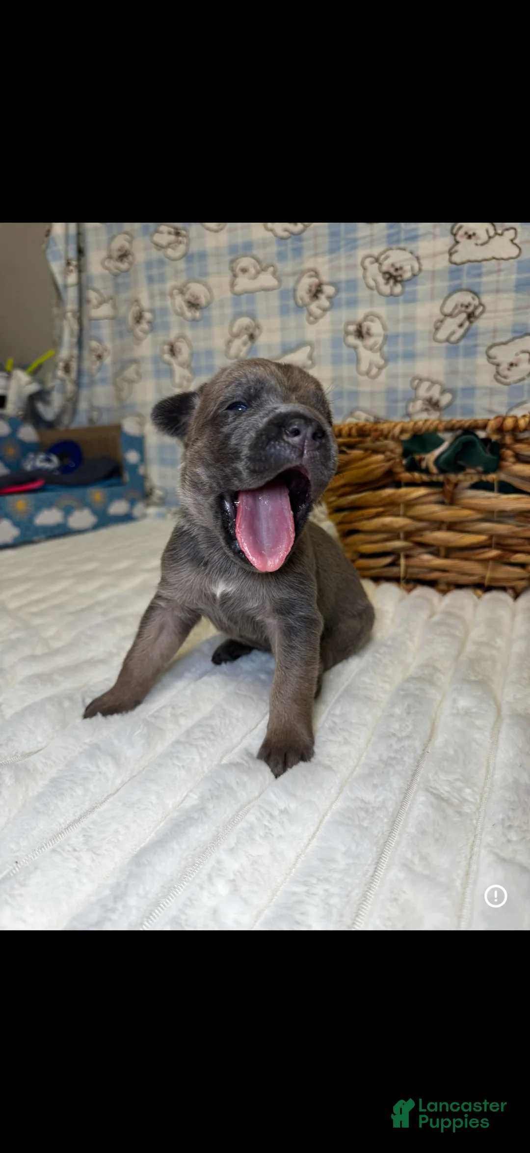 Cane Corso dogs for sale: Queen- dark green collar  - Ad 1