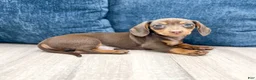 Miniature Dachshund dogs for sale: Asher - Ad 3