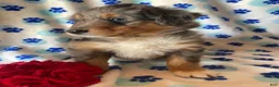 Mixed Breed dogs for sale: Leo - Ad 3