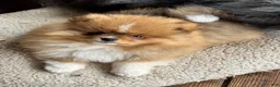 Pomeranian dogs for sale: AKC Red Teddy Pom  - Ad 1