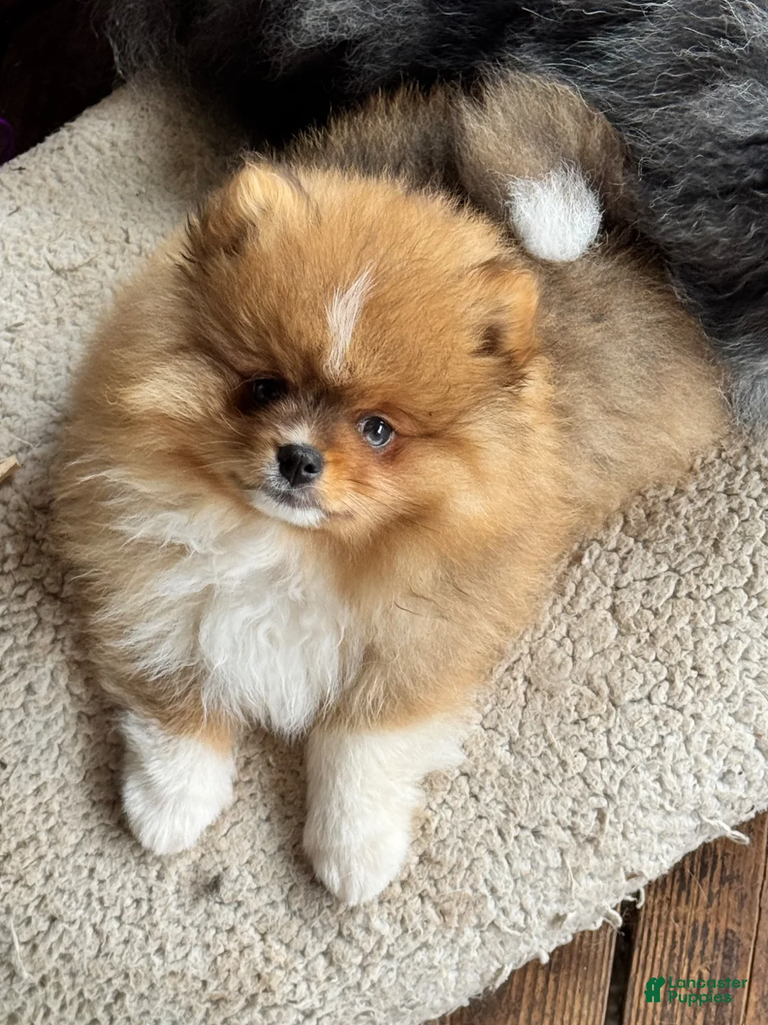 Pomeranian dogs for sale: AKC Red Teddy Pom  - Ad 1