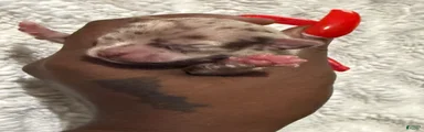 Chihuahua 4
