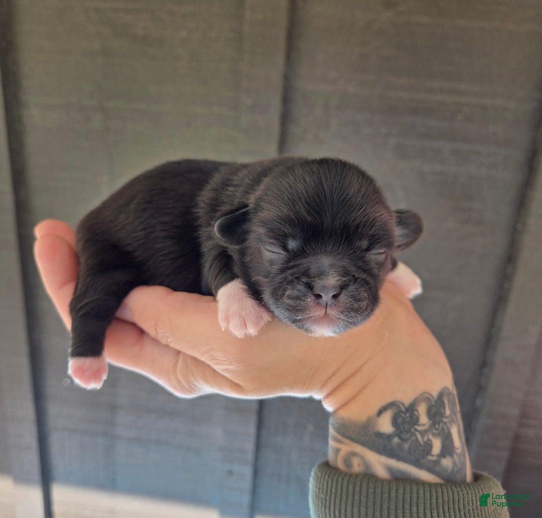 Pekingese dogs for sale: Morticia - Ad 20