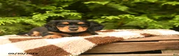 Miniature Dachshund dogs for sale: Gretel - Ad 2