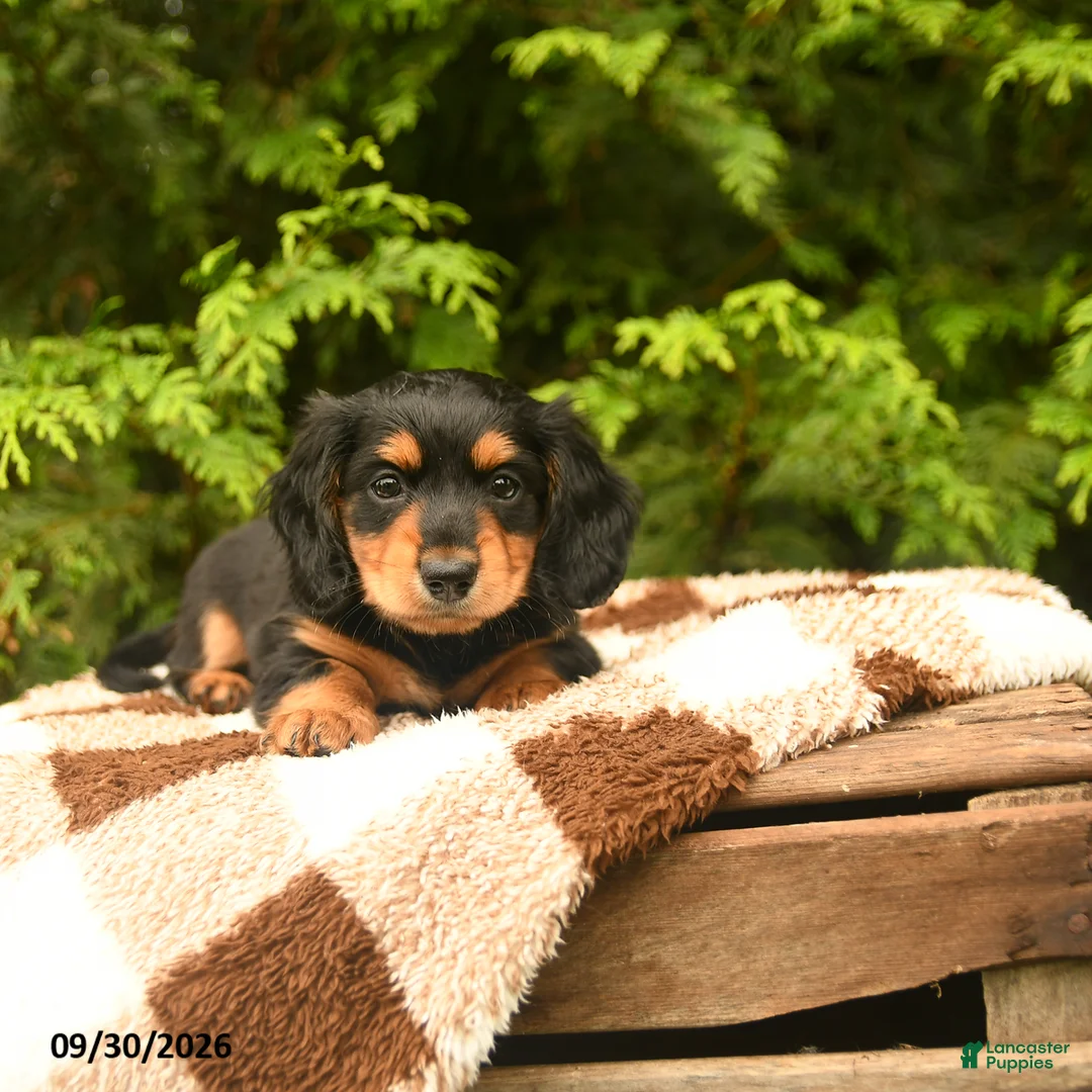 Miniature Dachshund dogs for sale: Gretel - Ad 2