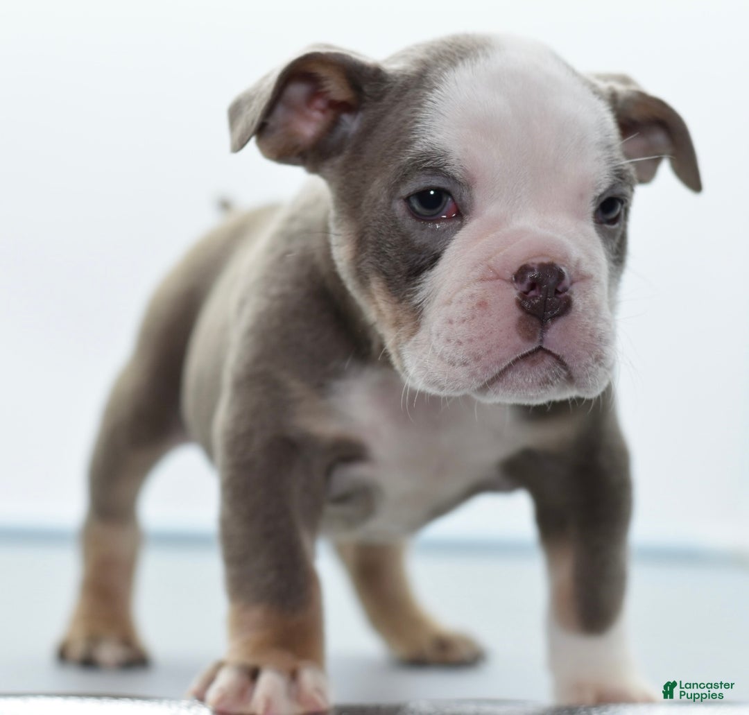 Mixed Breed dogs for sale: Turbo Merle blue eyes - Ad 9