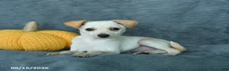 Mixed Breed dogs for sale: Huckleberry - Ad 4
