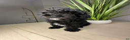 Shihpoo dogs for sale: Shihpoo 1 - Ad 14